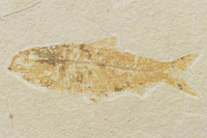 Bargain, Fossil Fish (Knightia) - Wyoming #121009